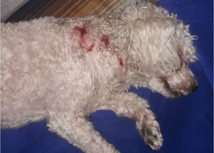 Cañada de Gómez: Sacó a su caniche a la vereda y un pitbull casi se lo mata
