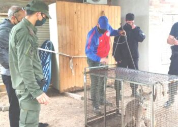 Esperanza: Asombro por la aparición de un puma en una vivienda