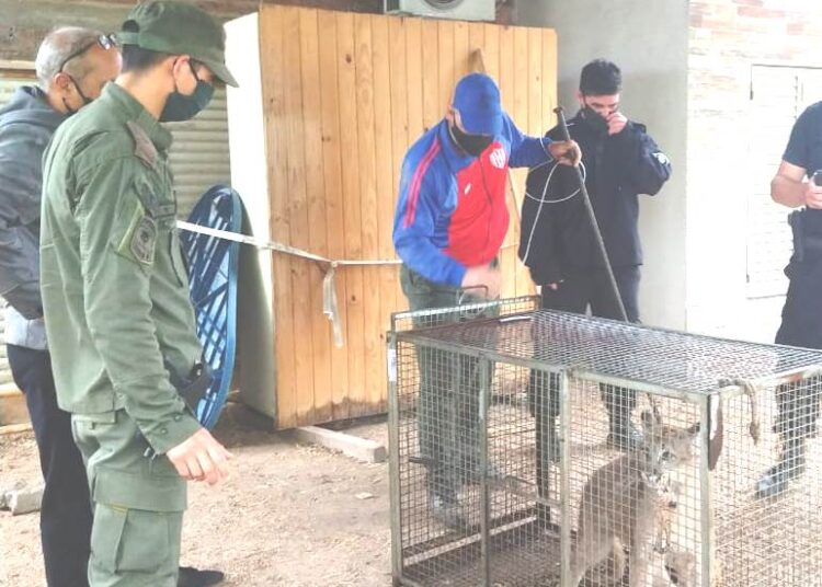 Esperanza: Asombro por la aparición de un puma en una vivienda