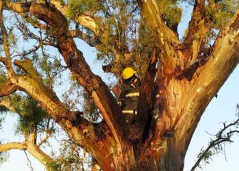 Las Rosas: Se incendiaron 2 eucaliptos en la zonal rural