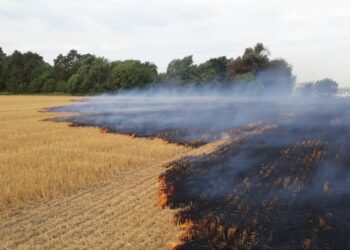 [Video] Incendio sobre rastrojo y postes ingresando a un monte en Las Rosas