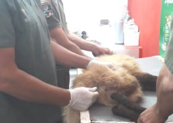 San Javier: Rescataron a un Aguará Guazú con signos de deshidratación