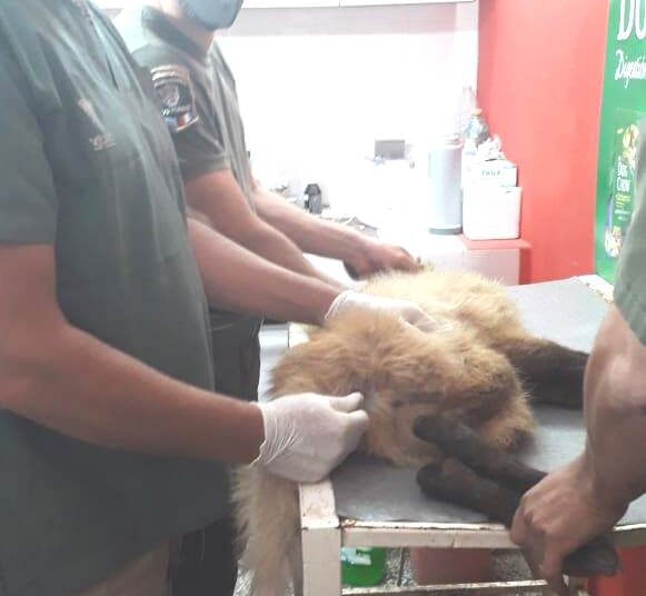 San Javier: Rescataron a un Aguará Guazú con signos de deshidratación