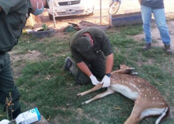 Bernardo de Irigoyen: Encuentran muerto a un ciervo Axis Manchado a causa de la deforestación