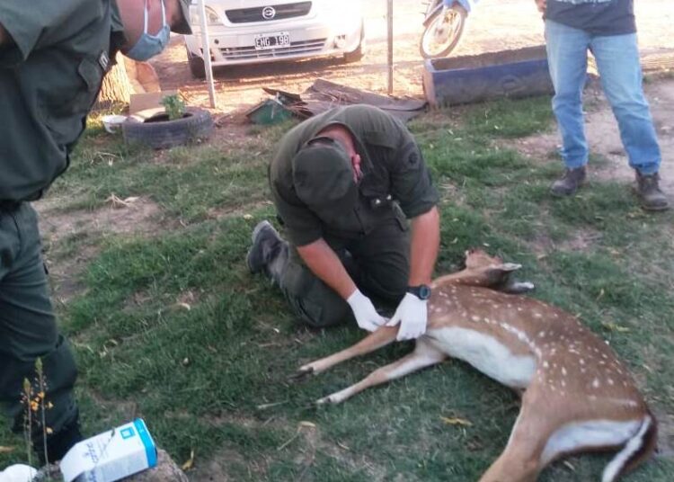Bernardo de Irigoyen: Encuentran muerto a un ciervo Axis Manchado a causa de la deforestación