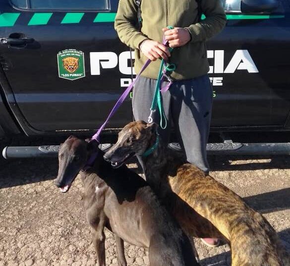 Las Parejas: labran actas de infracciones a cazadores por carecer de licencia y barbijos