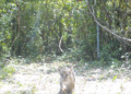 Nacieron dos cachorros de yaguareté en el Parque Nacional Iberá