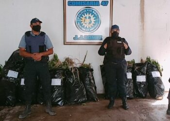 Múltiples allanamientos en Roca: secuestran más de 500 plantas de marihuana
