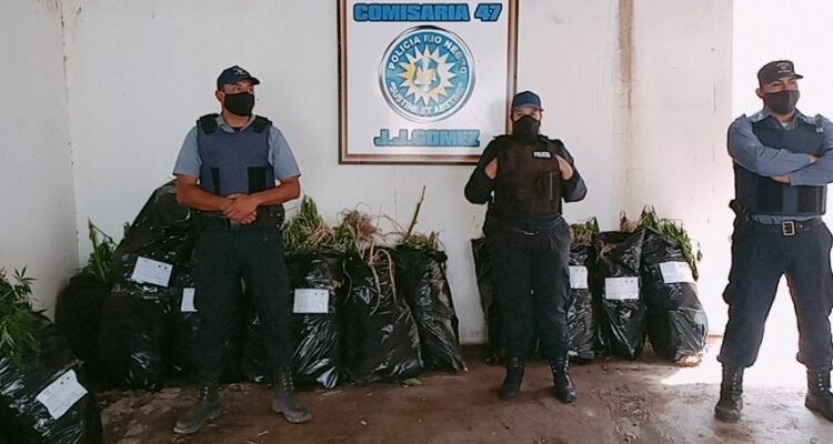 Múltiples allanamientos en Roca: secuestran más de 500 plantas de marihuana