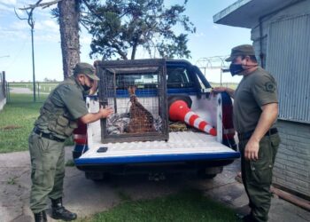 Apareció un ciervo en el baño del Aeroclub de Rafaela