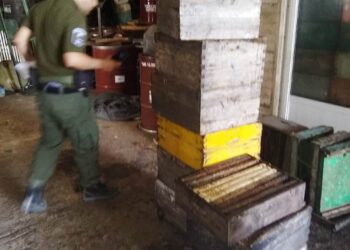 Sunchales: fue detenido tras robar 100 colmenas en un campo