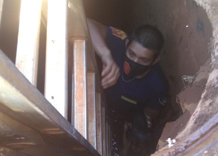 Misiones: Rescataron a un perrito que cayó a una alcantarilla en Garupá