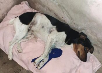 Cañada de Gómez: Apuñaló a un perro con un cuchillo
