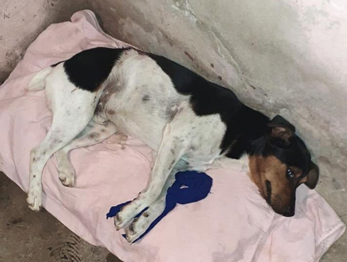 Cañada de Gómez: Apuñaló a un perro con un cuchillo