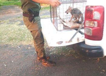 Esperanza: Aparece un cachorro de zorro en el patio de una casa