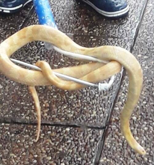 Esperanza: apareció una pitón en la vereda