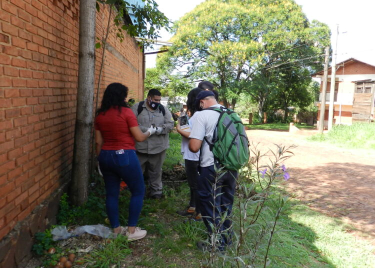 Misiones: Preocupación por apariciones del caracol gigante africano en el Eldorado
