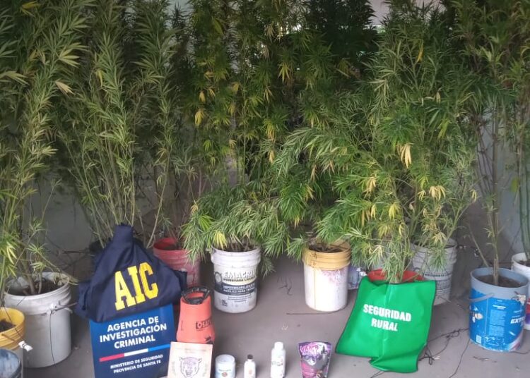 Sunchales: encuentran en una tapera 16 plantas de marihuana de más de 2 metros del altura