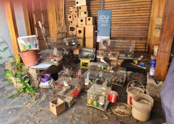 CABA: Liberan 51 especies de animales silvestres y exóticos que estaban en pésimas condiciones de higiene