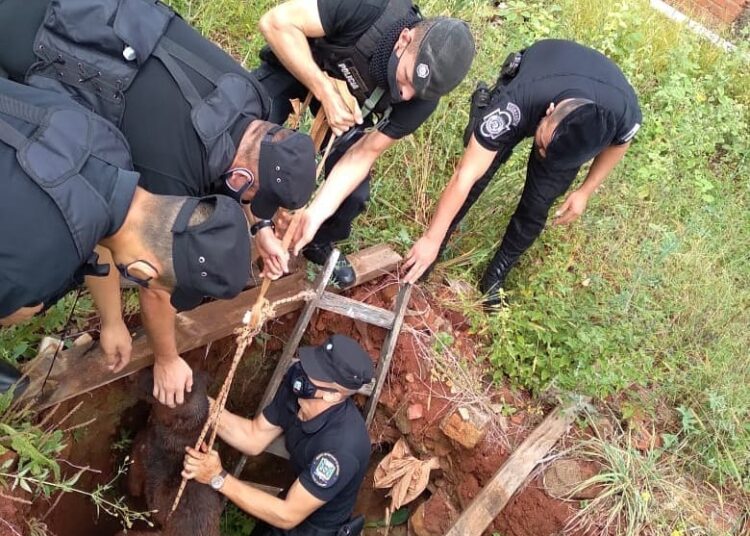 Misiones: Rescataron a un perro que cayó a un pozo en San Vicente