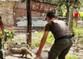 Las Toscas: la Guardia Rural rescató a un Coatí acorralado por perros
