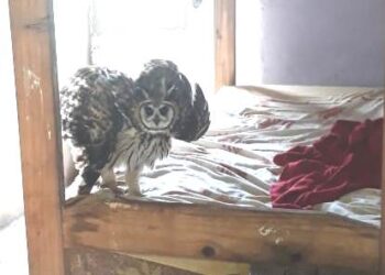 Arroyo Leyes: Rescatan ave cuya especie está en peligro de extinción