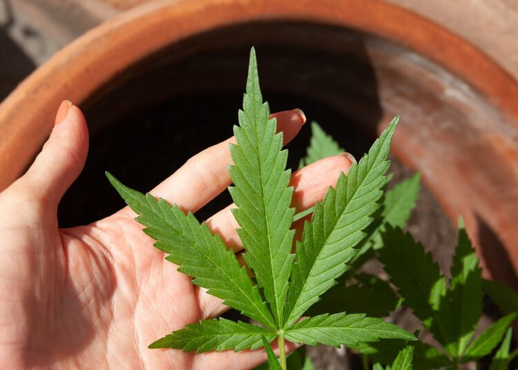 El Ministerio de Salud creó el Registro del Programa de Cannabis para el cultivo controlado