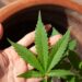 El Ministerio de Salud creó el Registro del Programa de Cannabis para el cultivo controlado