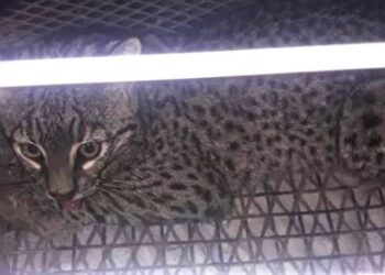Arocena: Encuentran y rescatan a un gato montés