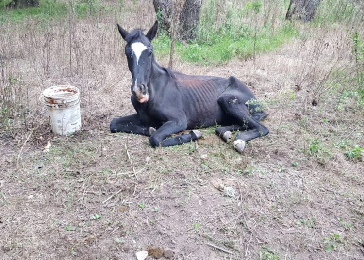 Venado Tuerto: Rescatan a un potrillo desnutrido y abandonado en la vía pública