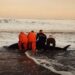 Prefectura ayudó a un cetáceo a regresar al mar