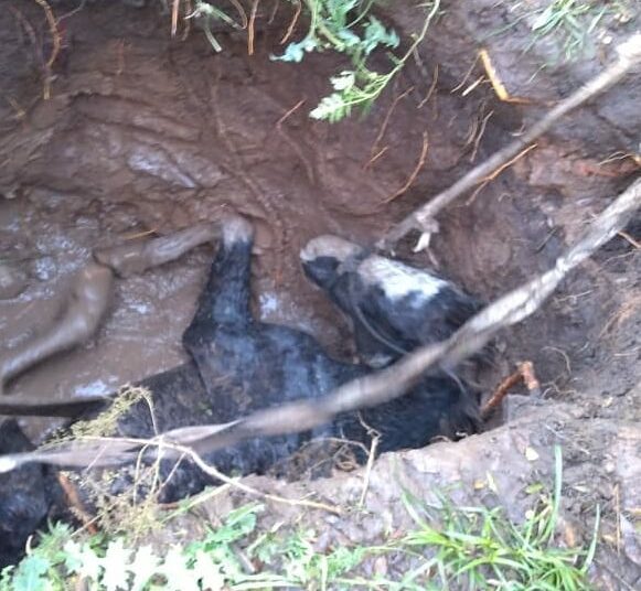Las Rosas: rescatan a un caballo que había caído en un pozo