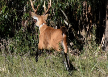Se liberó un ciervo de los pantanos rescatado por el Ministerio de Ambiente