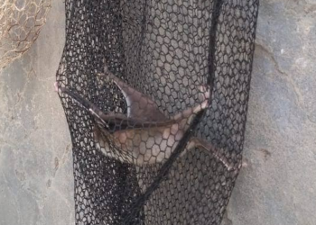 Confirmaron un brote de rabia paresiante en la provincia de Chaco