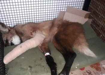 Rescatan y trasladan a un Aguará Guazú que sufrió un accidente