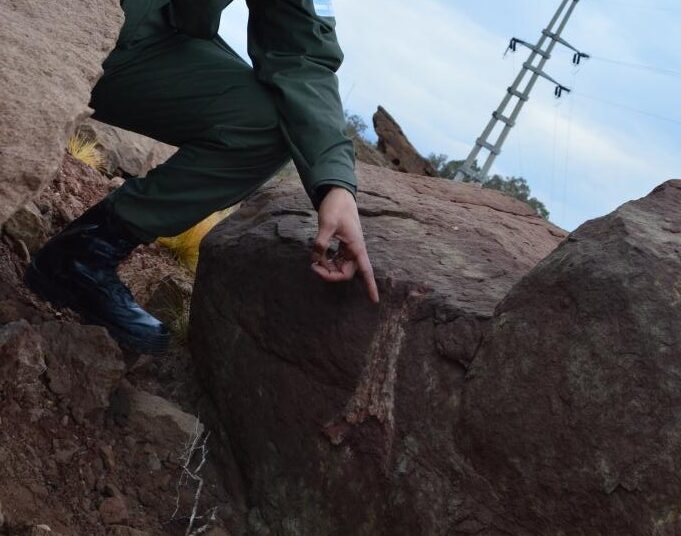 Hallan trozos de huesos de dinosaurio incrustado dentro de piedras