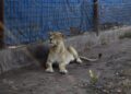 Tráfico de animales en Santa Fe: rescataron ejemplares de especies amenazadas