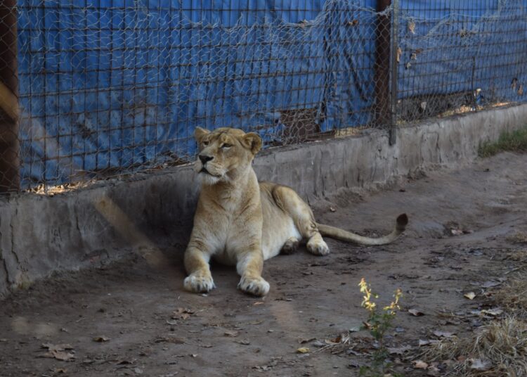 Tráfico de animales en Santa Fe: rescataron ejemplares de especies amenazadas