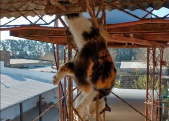 Montes de Oca: Bomberos rescataron a una gata atrapada en una cabreada