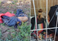[VIDEO] Encontraron a un perro en bolsas de residuos  agonizando hasta morir
