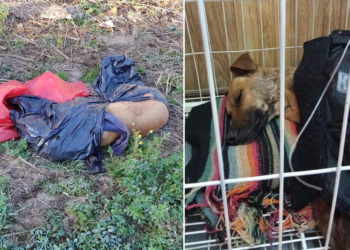 [VIDEO] Encontraron a un perro en bolsas de residuos  agonizando hasta morir
