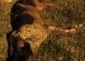No encuentran el cuerpo del perro atacado ferozmente por un pitbull hasta morir