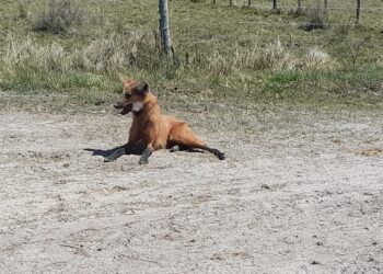 Rescataron a un Aguará Pope que apareció en una propiedad y a un Aguará Guazú desvanecido a la vera de un camino