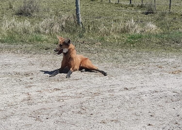 Rescataron a un Aguará Pope que apareció en una propiedad y a un Aguará Guazú desvanecido a la vera de un camino