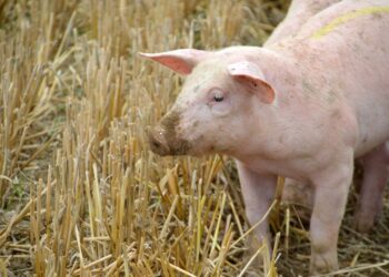 Un hombre fue aprehendido tras robar un porcino sin vida del matadero de nuestra ciudad