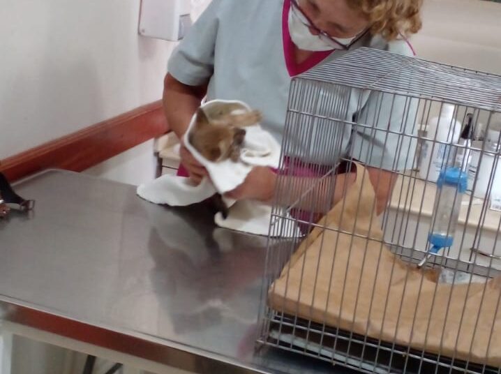 Sunchales: Encuentran un cachorro de zorro en una vivienda