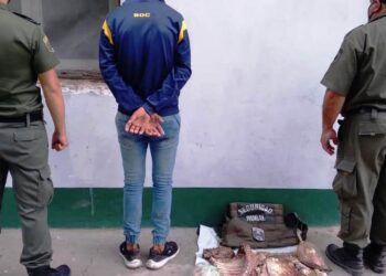 San Cristóbal: Detienen a changarín por faenar tres terneros de un establecimiento privado