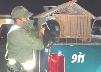 Reconquista: rescataron y liberaron en su hábitat a un mono aullador