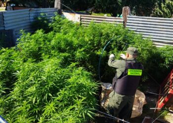 Rufino: Decomisan más de 13 kilos de plantas de marihuana en cuatro allanamientos