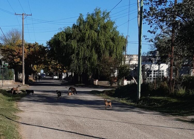 Vecinos de barrio Arroyito: «Queremos hacer una queja ya que la municipalidad no nos escucha»
